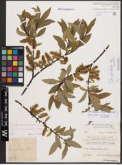 Salix bicolor Ehrh. ex Willd.